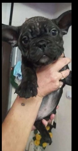 kr�sn� �t��ata francouzsk�ho buldo�ka k adopci