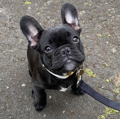 kr�sn� �t��ata francouzsk�ho buldo�ka k adopci