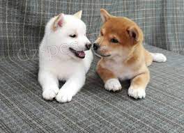 Roztomil� �t���tka Shiba Inu