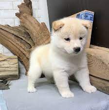 Prodej mil�ch �t��at Shiba Inu