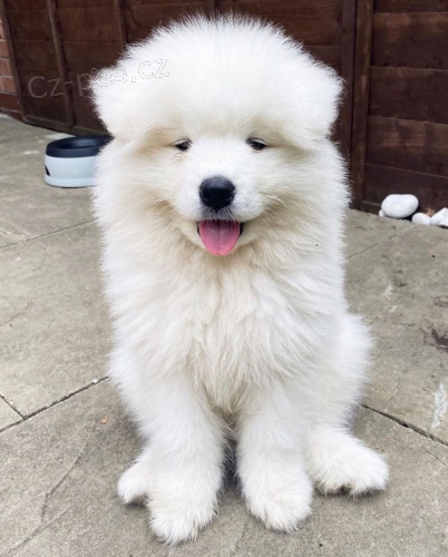 Kennel club zaregistroval �t��ata samojeda na prodej.