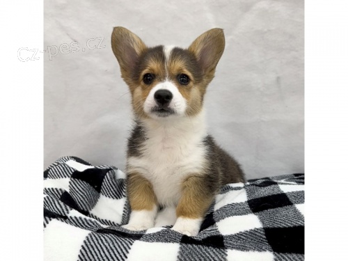 Prod�m �t��ata Pembroke Welsh Corgi