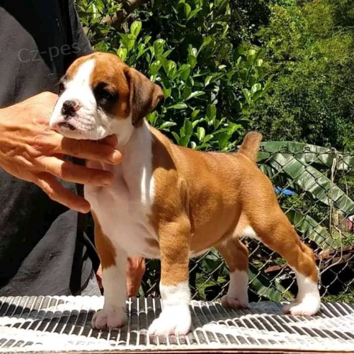 KC Boxer �t��ata.