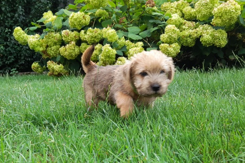 Norfolk teri�r - �t���tka