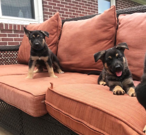 Kr�sn� �t��ata n�meck�ho ov��ka.