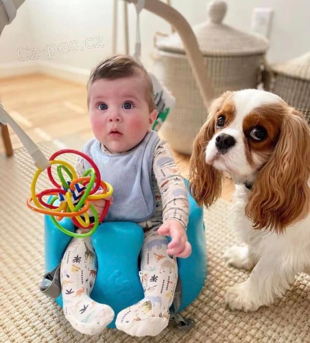 Kaval�r King Charles �pan�l �t��ata.