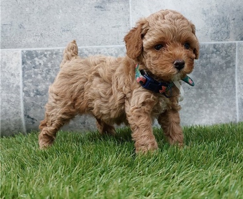 Rozko�n� �t��ata pudla