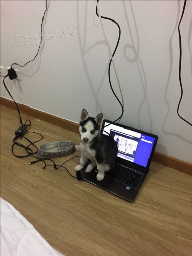 Prod�m roztomil� �t���tka sibi�sk�ho huskyho
