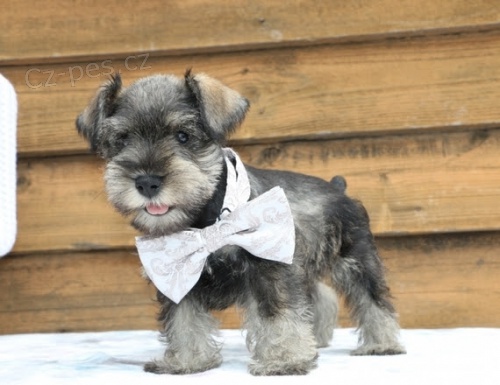 zdrav� a o�kovan� �t��ata mal�ch kn�ra�� k adopci.