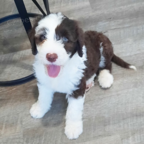 �t��ata portugalsk�ho vodn�ho psa k adopci.