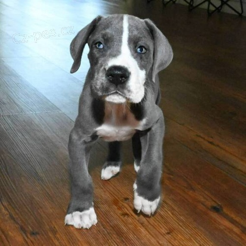 Prod�m kr�sn�, zdrav�, o�kovan� a od�erven� �t��ata n�meck� dogy