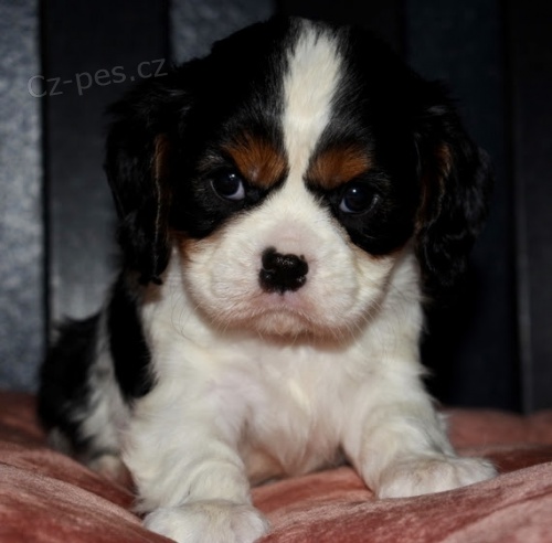 Prod�m �t��ata kaval�r King Charles �pan�l.