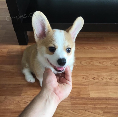 N�dhern� vel�sk� �t���tka Corgi Pembroke.
