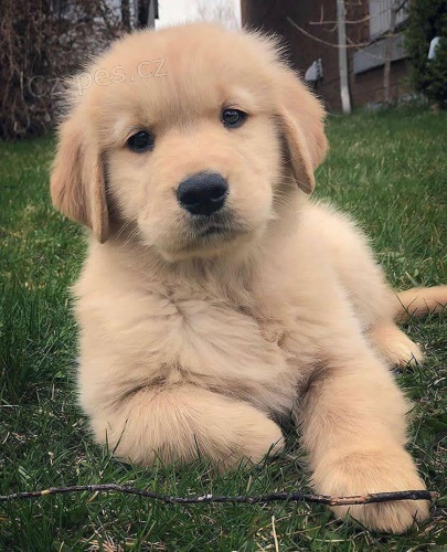 ZDRAV� A O�KOVAN� �t���tka zlat�ho retr�vra k adopci.  