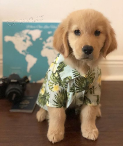 �t��ata zlat�ho retr�vra k adopci.  