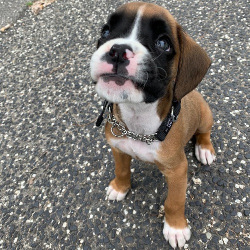 Vlastn� �t��ata boxer�.