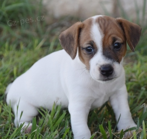 zdrav� a o�kovan� �t��ata jack russell teri�ra k adopci.