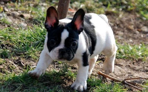 Rodokmen �t��at francouzsk�ho buldoka.