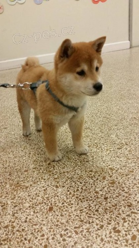 Prod�m o�kovan� �t��ata shiba inu