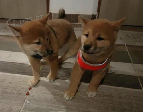 Prod�m o�kovan� �t��ata shiba inu