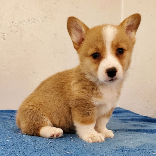 Prod�m �t��ata Pembroke Welsh Corgi.