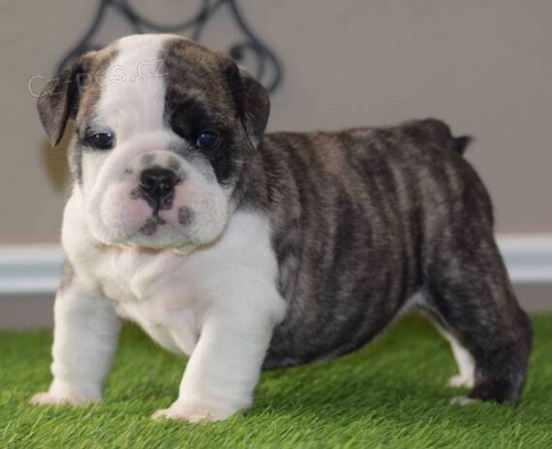 Prod�m �t��ata anglick�ho buldo�ka