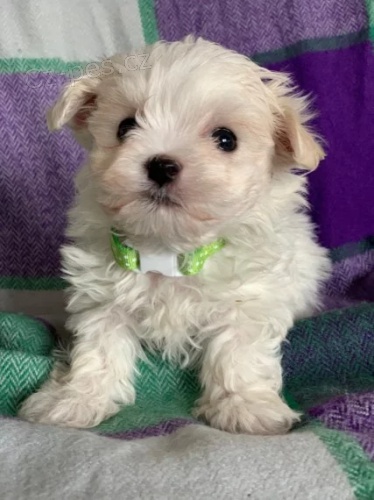 Prod�m o�kovan� �t��ata malt�z�k�.