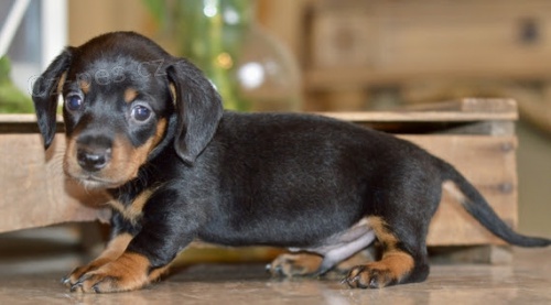 Prod�m �t��ata jezev��k�