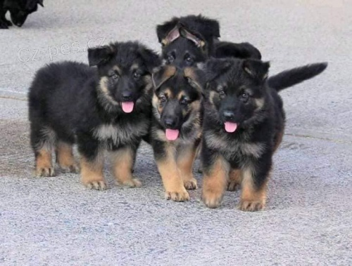 �t��ata n�meck�ho ov��ka.