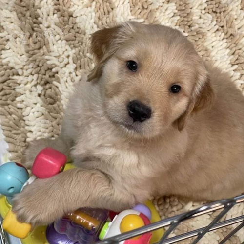 �t��ata zlat�ch retr�vr�.