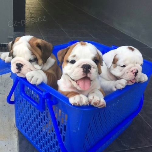 �t��ata anglick�ho buldoka.