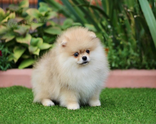 Pomeransk� �t��ata.