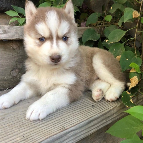 Kr�sn� sibi�sk� husky �t��ata.
