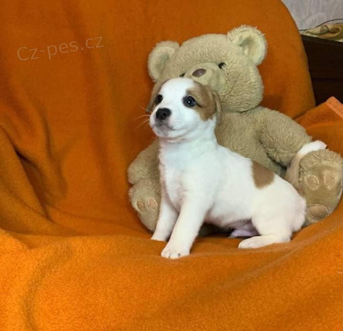 Hrav� �t��ata Jack Russell teri�ra.