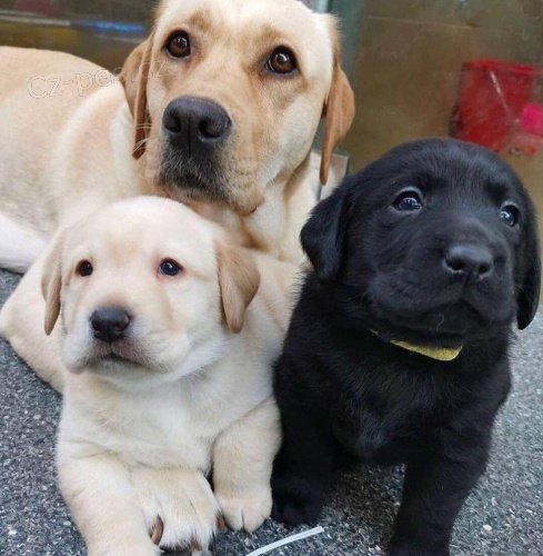 Kr�sn� �t��ata labradorsk�ho retr�vra.