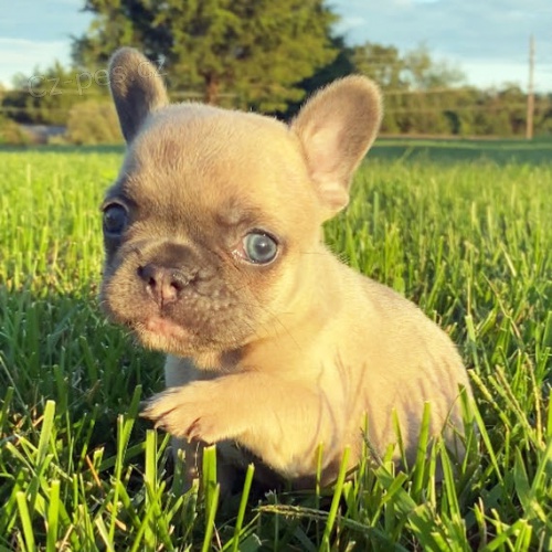 Prod�m o�kovan� a od�erven� �t��ata francouzsk�ho buldo�ka.