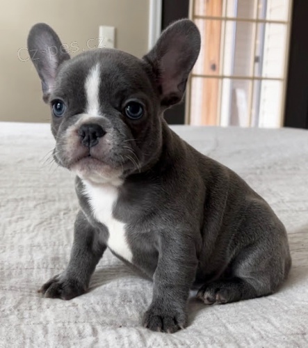 Prod�m o�kovan� a od�erven� �t��ata francouzsk�ho buldo�ka.