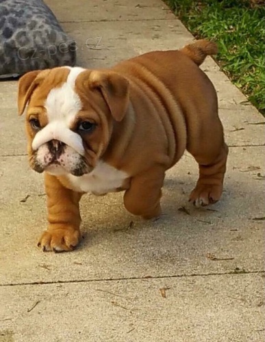 Prod�m �t��ata anglick�ho buldo�ka