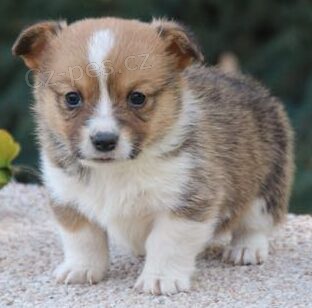 Prod�m o�kovan� a od�erven� �t��ata Pembroke Welsh Corgi.