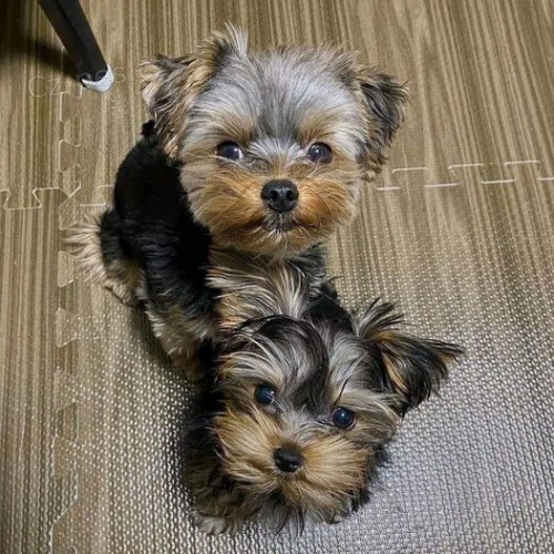 Kr�sn� �t��ata Yorkshirsk�ho teri�ra.