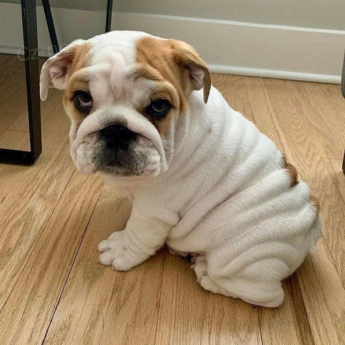 N�dhern� �t��ata francouzsk�ho buldo�ka.