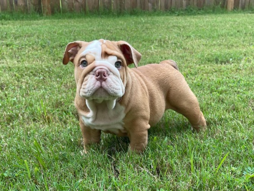 N�dhern� �t��ata americk�ho buldoka.