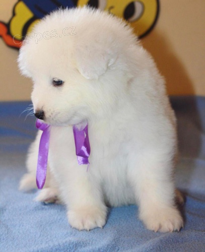 Samoyed �t��ata.