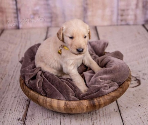 �t��ata zlat�ho retr�vra.