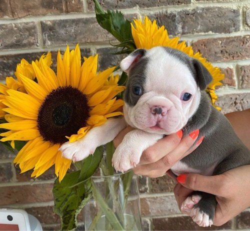 �t��ata Bostonsk�ho teri�ra.