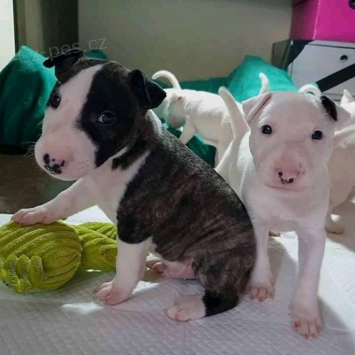ڞasn� �t��ata Bullterrier.