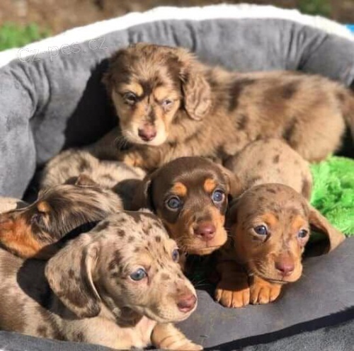 �t��ata kr�tkosrst�ch jezev��k�.