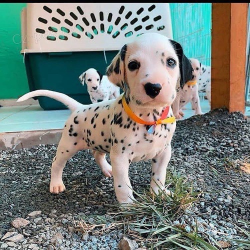 Dalmatsk� �t��ata.