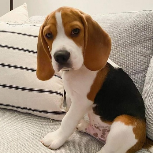 �istokrevn� �t��ata Beagle.
