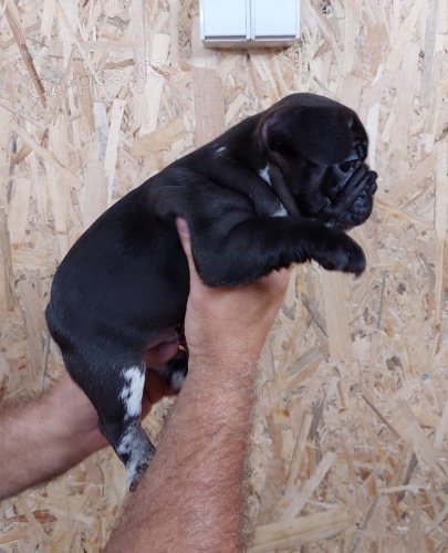 Exoti�t� buldoci